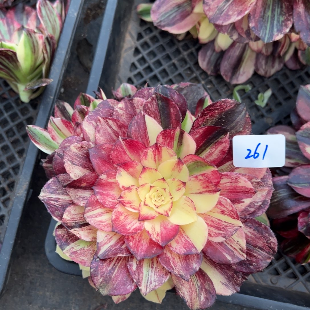 261伯爵无根duorouyizi