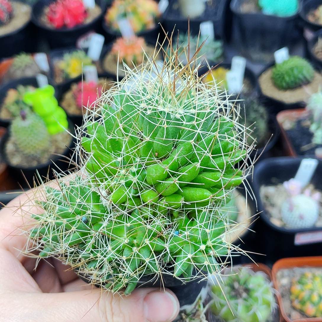 非偏远地区满25包邮仙人球