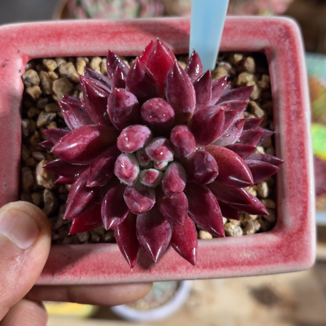 云尘多肉一物一拍不含盆1515