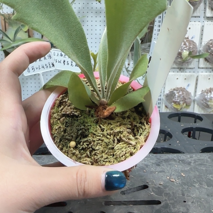 爪哇河月鹿角蕨喔