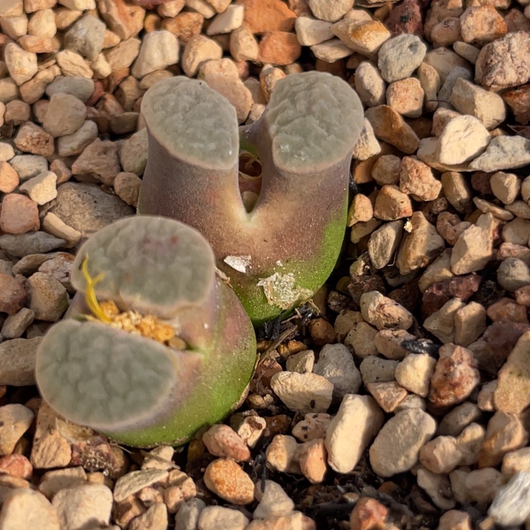 双头紫体白窗磁铁植物一物一拍