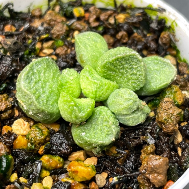 阿离水泡叶插5厘米盆 绿色红边高颜值多肉植物 水泡贵货多肉包邮