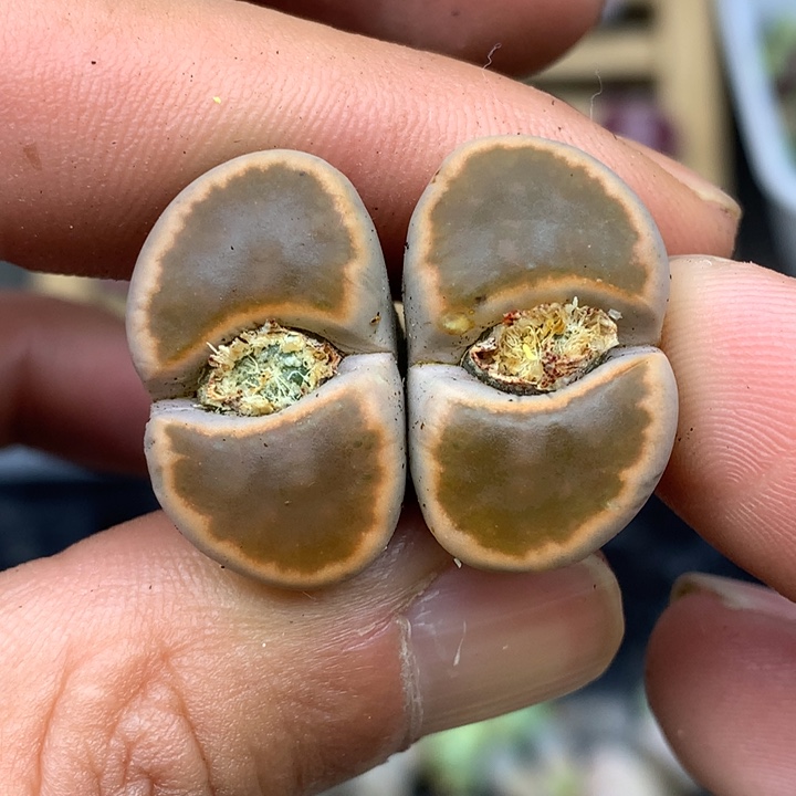 精品多肉植物钢铁石