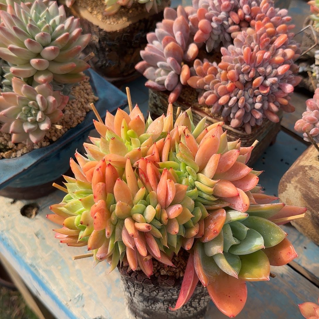 烟火缀化一物一拍