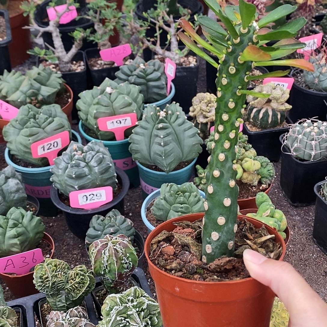 花花草草花花草草