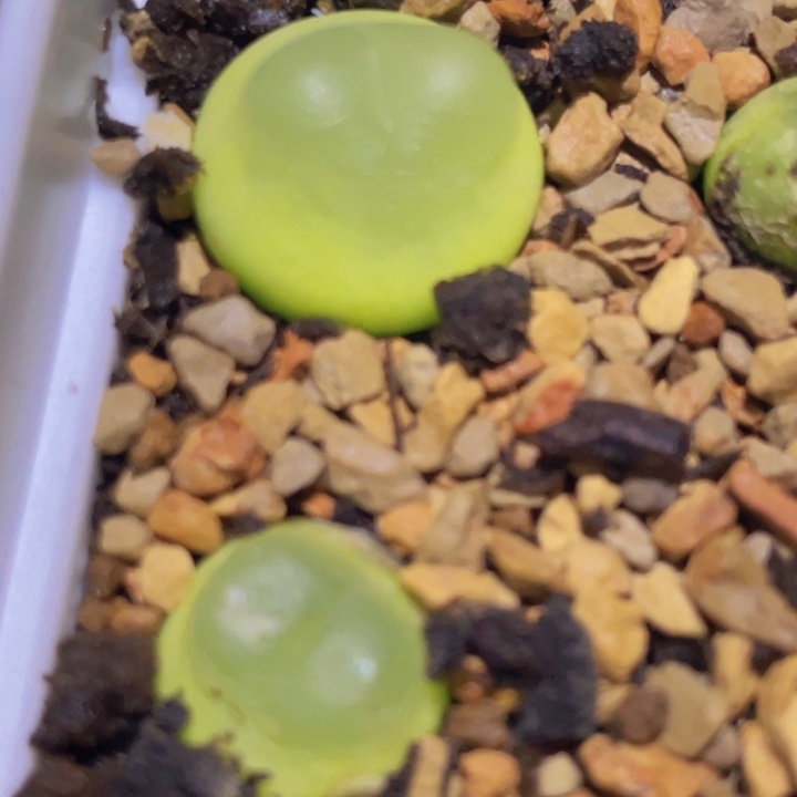 488888888888878888787