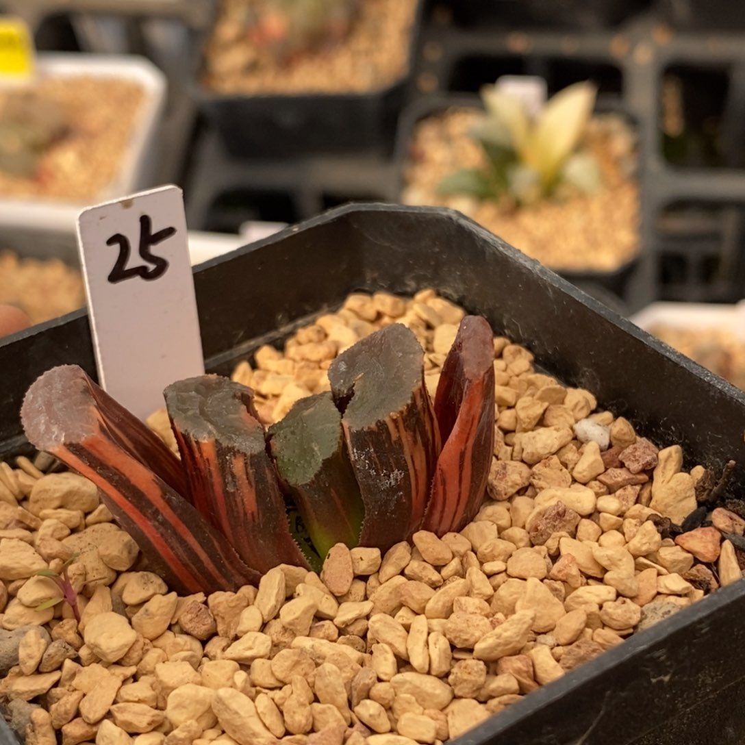 25广重玉扇多肉植物