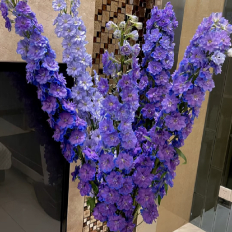 【蓝色妖姬 大飞燕】2单正价包邮冷链，偏远地区有运费