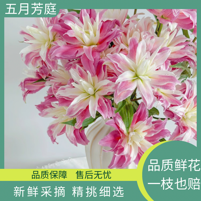 多头3支【红丝带】九尾红狐，浓香型重瓣百合/花期花卉长，易开放