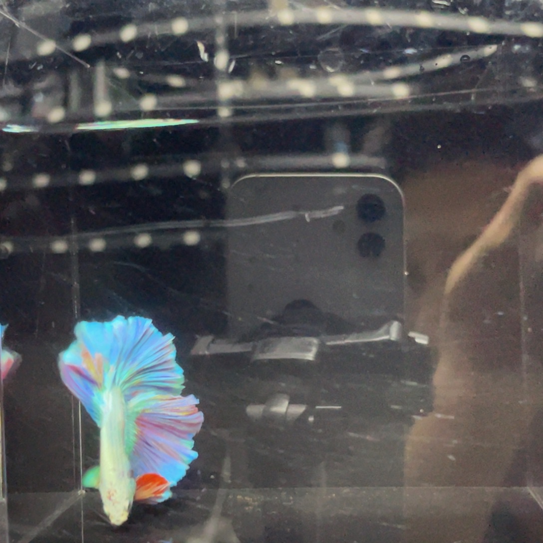 海水鱼哈哈哈哈哈哈试试512