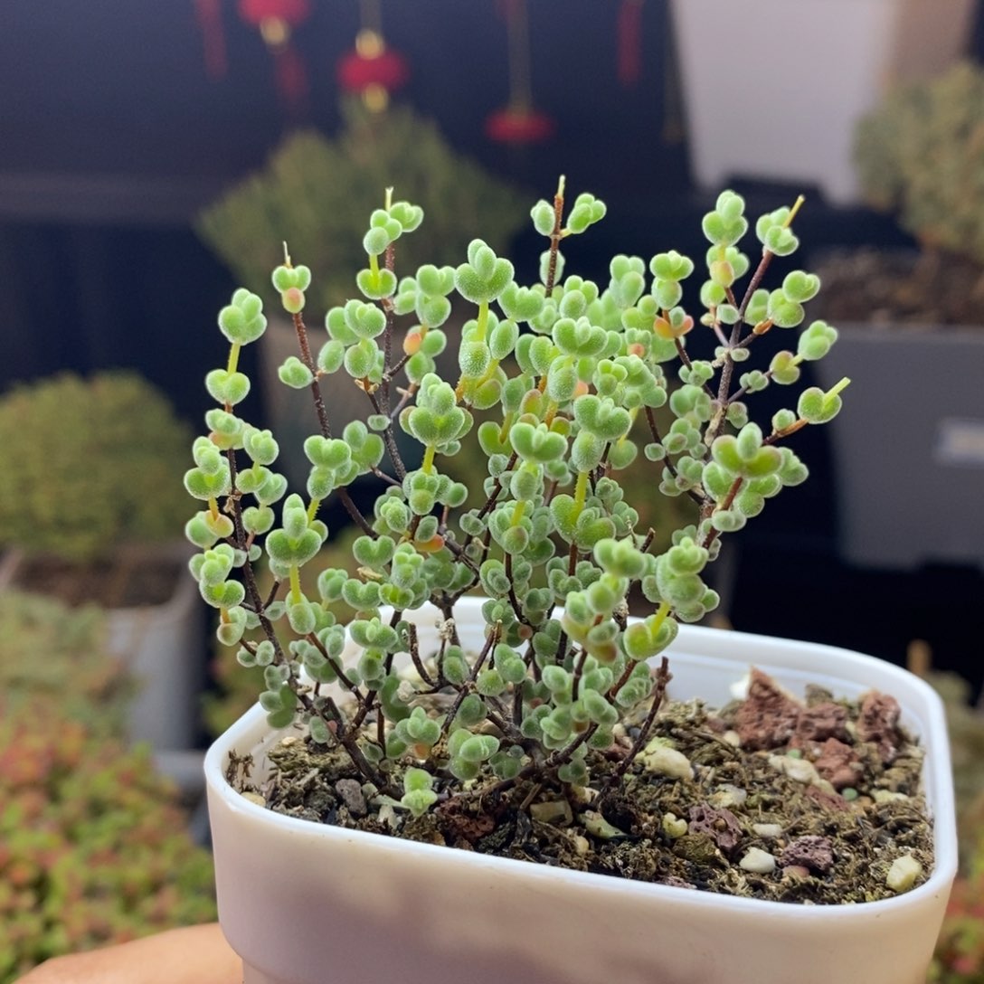 143号实生莱斯枝干多肉