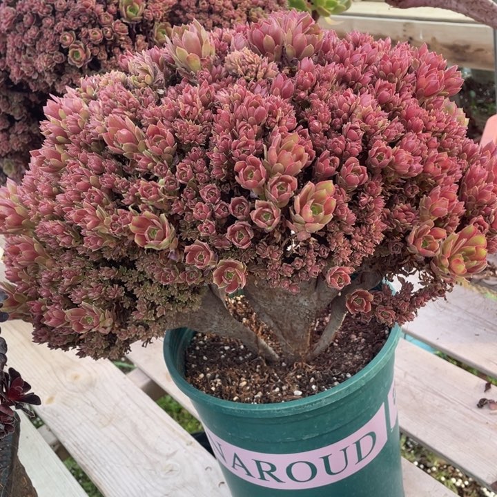 多肉植物生长调节技术等