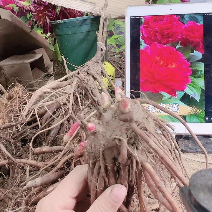 当前无花栽培后可以开花老中城芍药