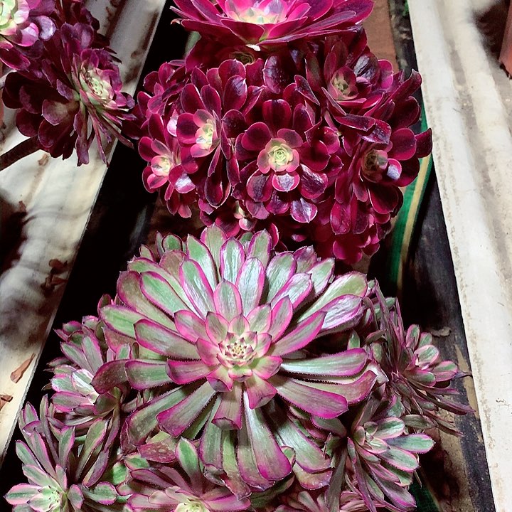 美杜莎和紫霞仙子，两颗组合