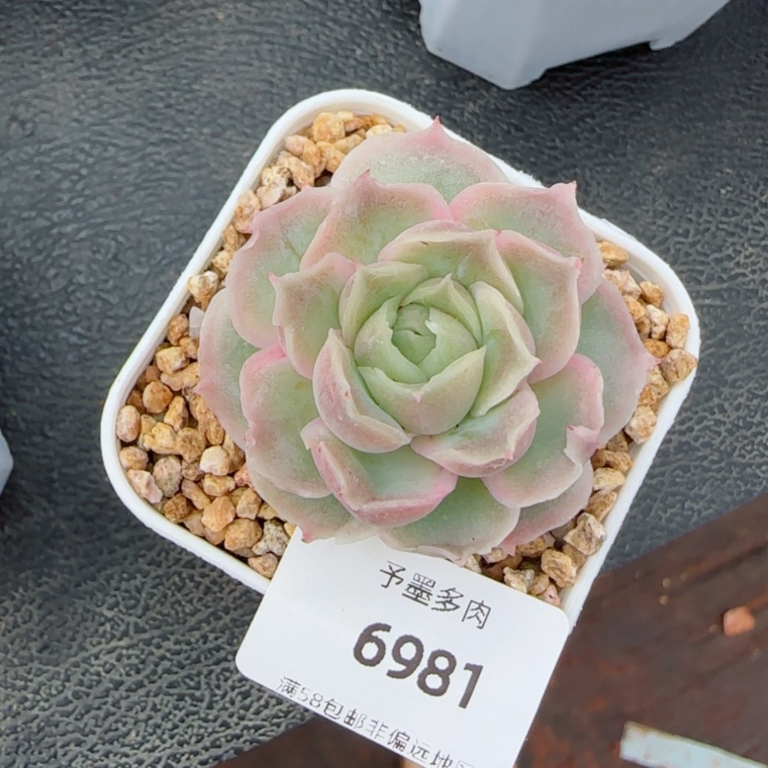 虾饺，6981多肉植物