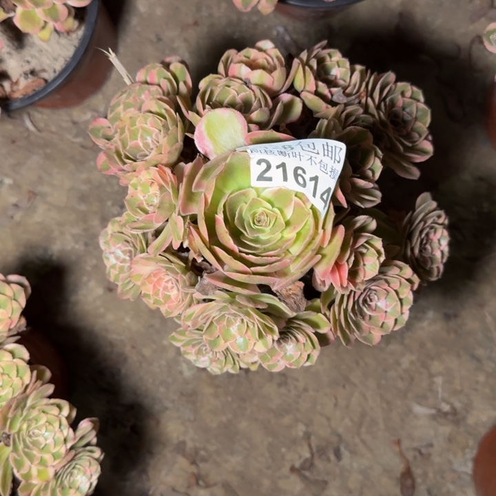 21614南云和多肉植物