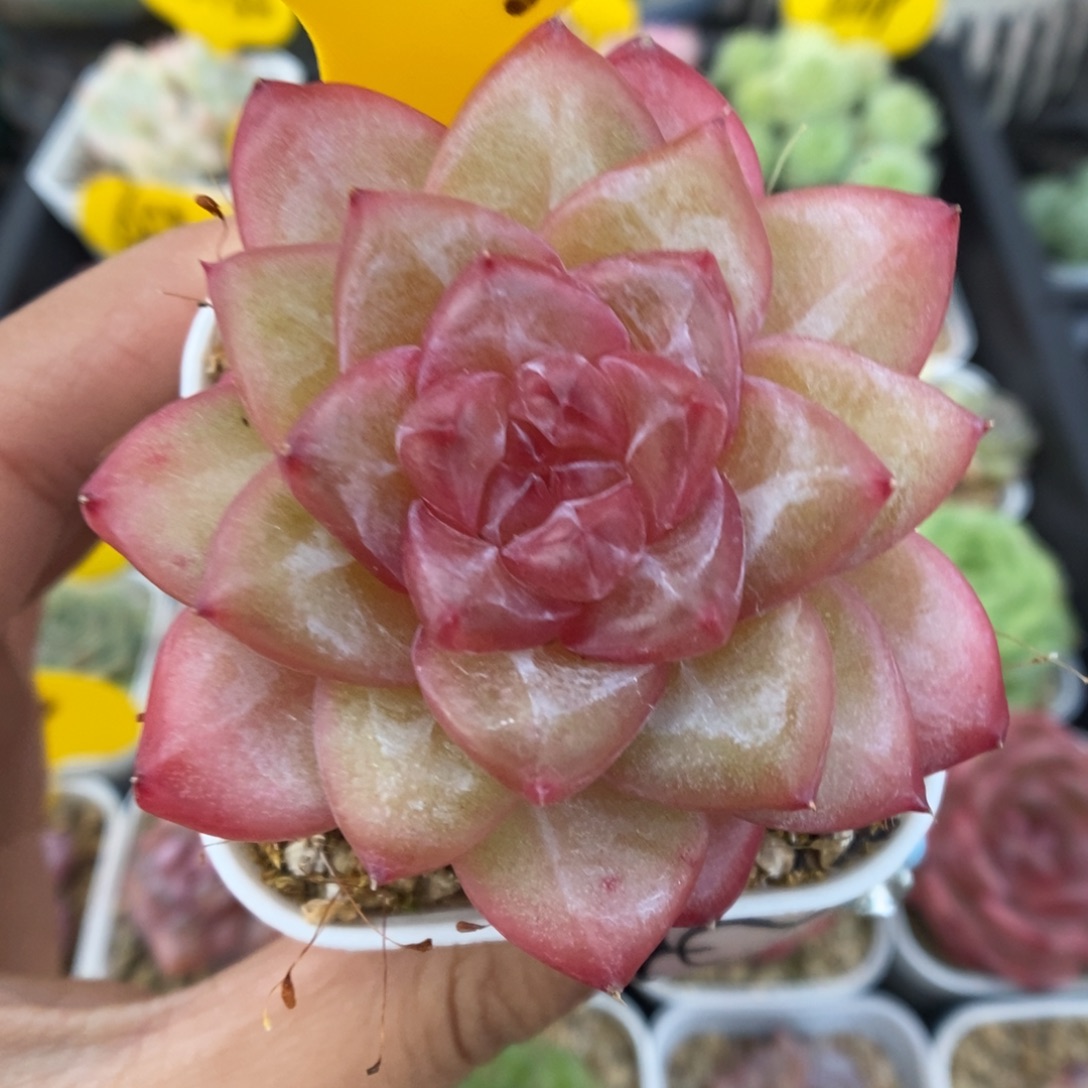 爱丽丝珍妮457号。  