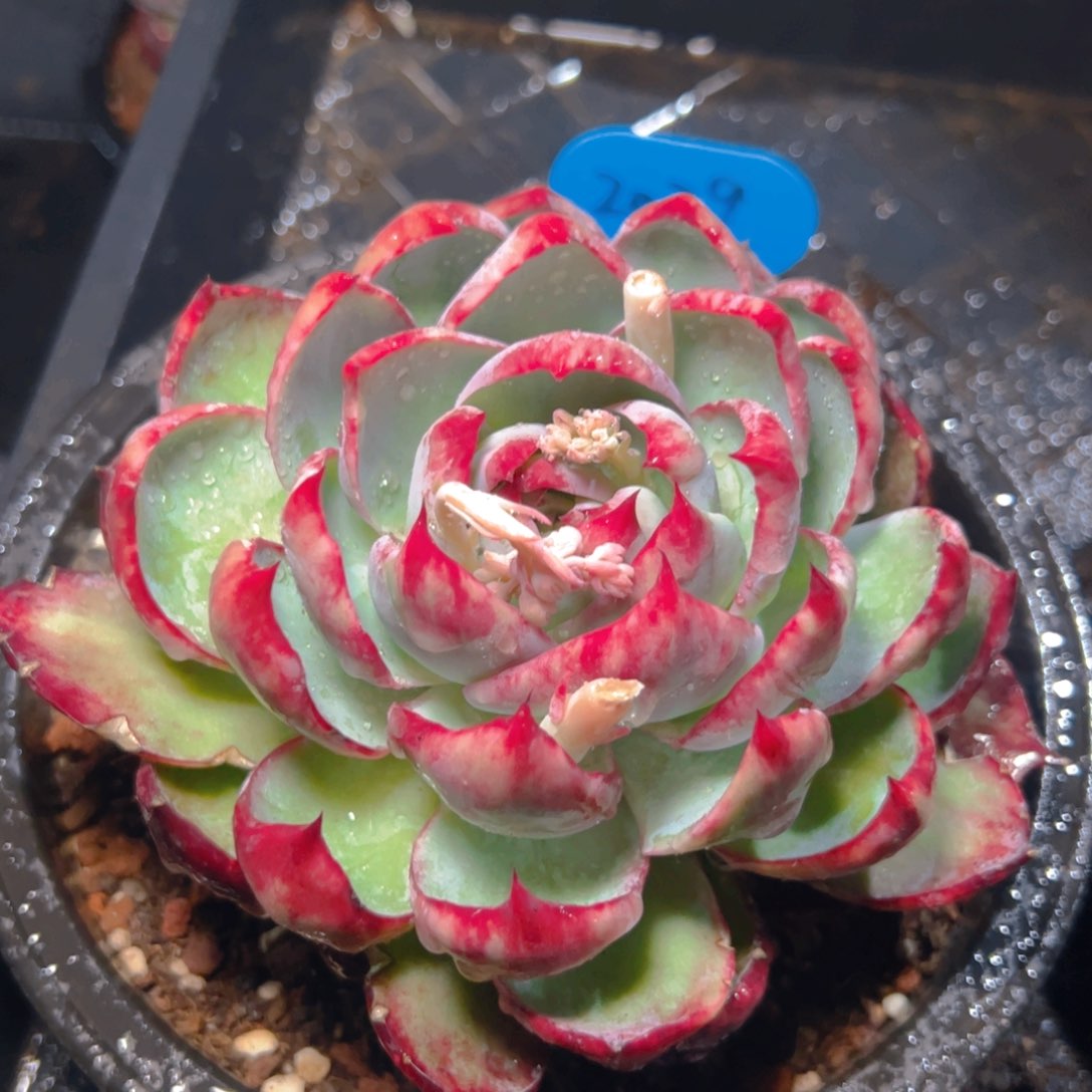 惊鸿仙子一物一拍2029号