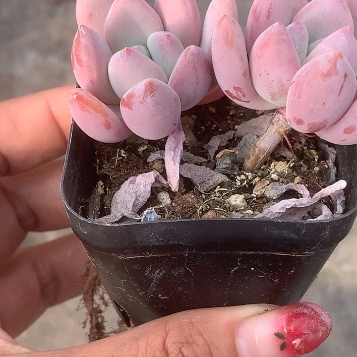 奥普琳娜。双头。（满9.99包邮不满9.99发叶子）