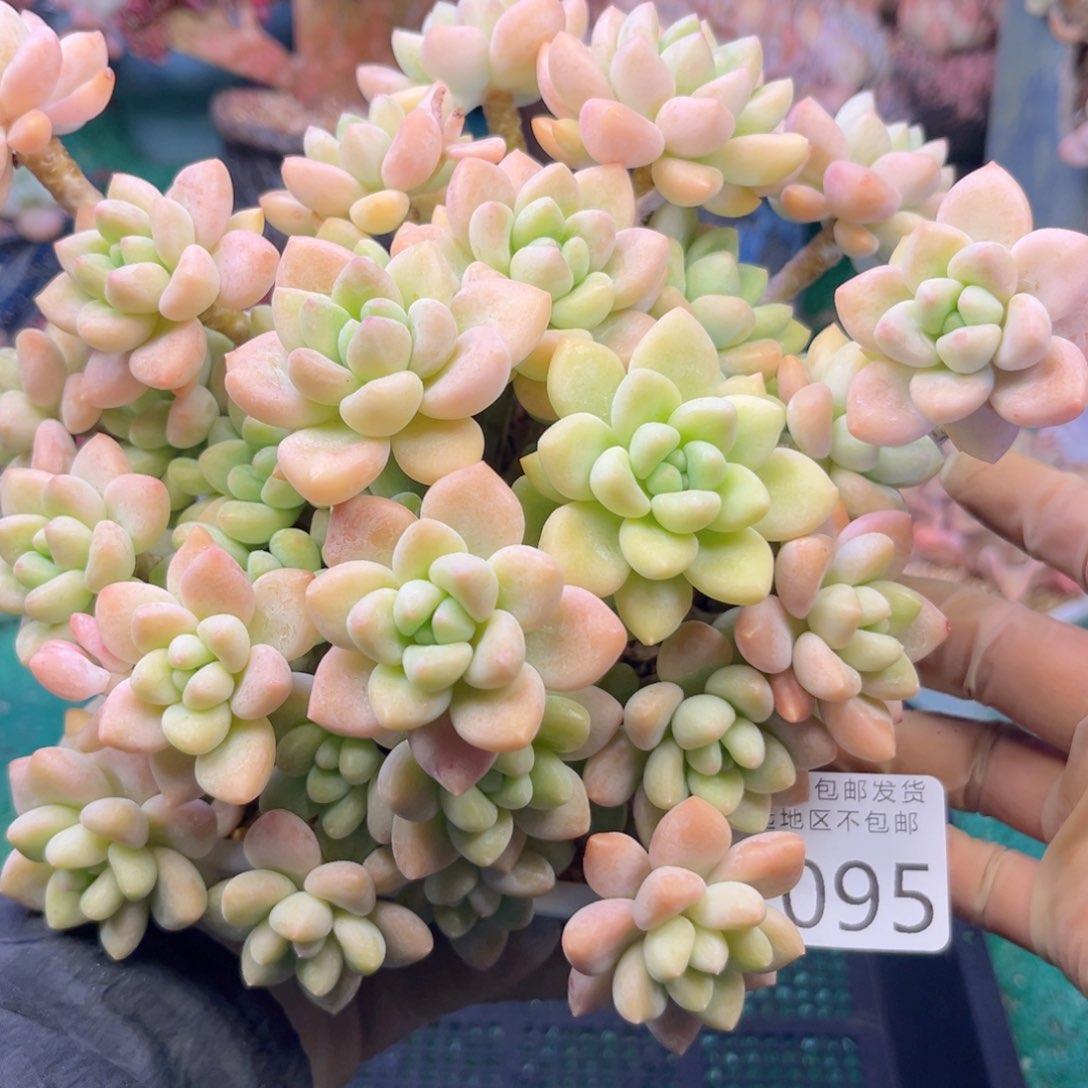 1095:？sh z jf j j j