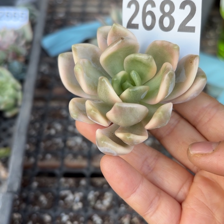 头盖锦无根当天次单满18包邮