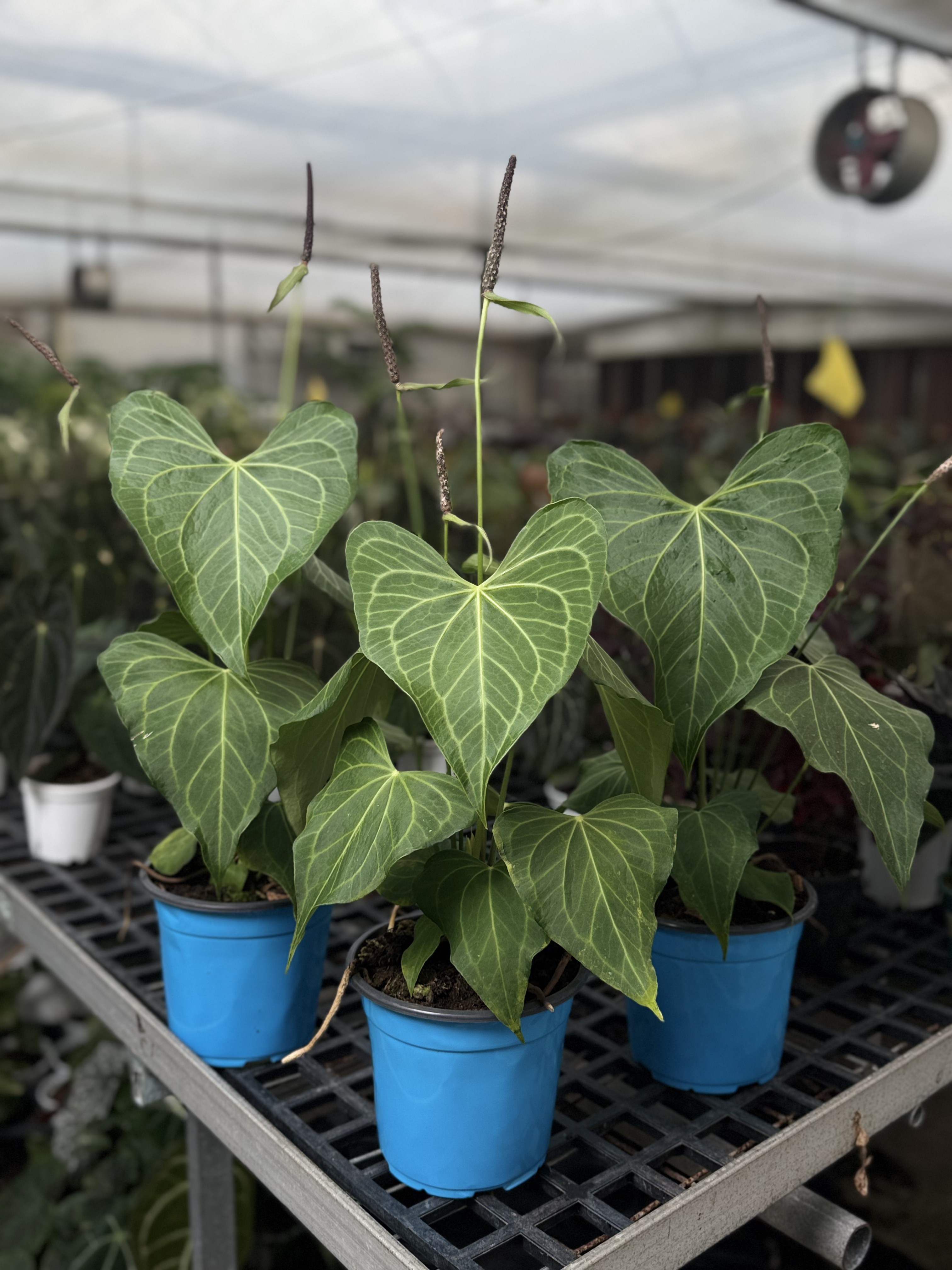 三角洲花烛碟形叶型热带植物适合室内养殖