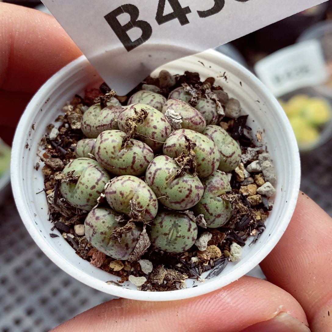 我的小姐姐们都是我438