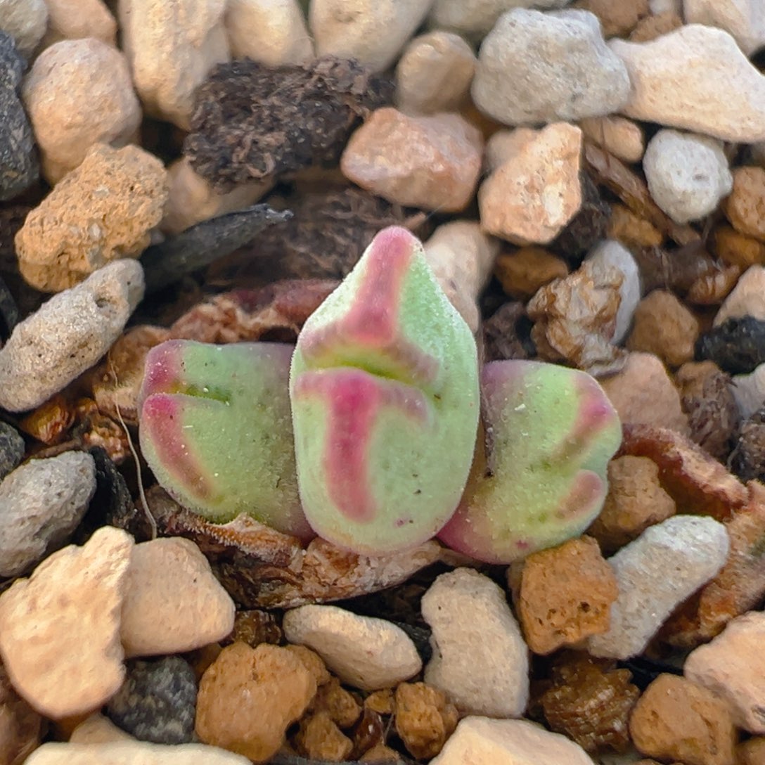 58多肉植物百科猪蹄