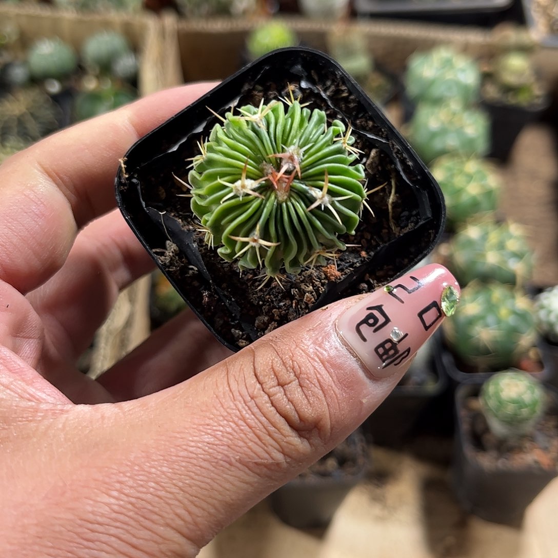 辛巴克单头发货单头