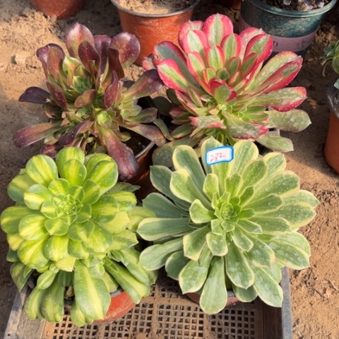 282多肉植物组合