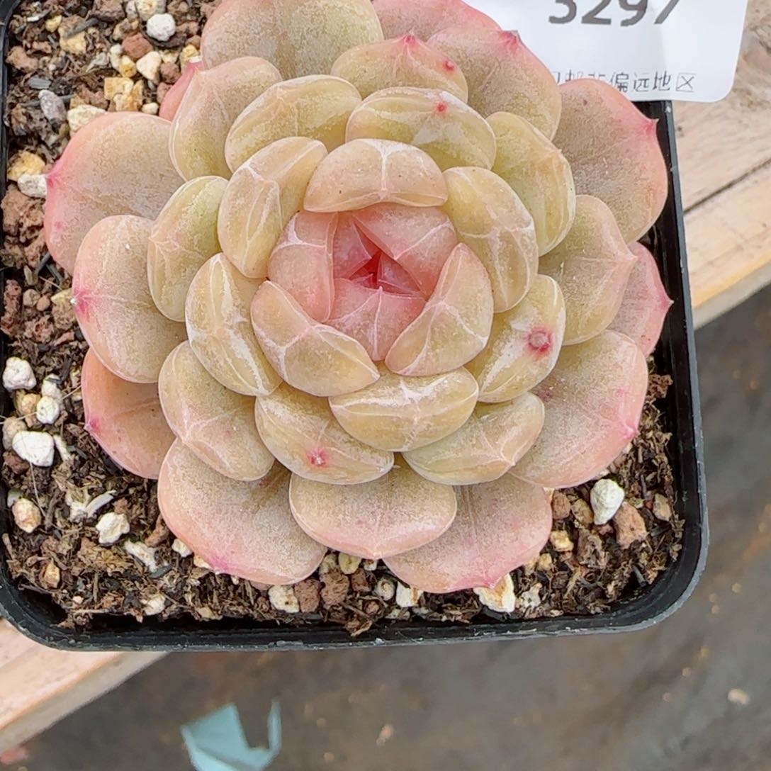 粉心白恋，3297多肉植物