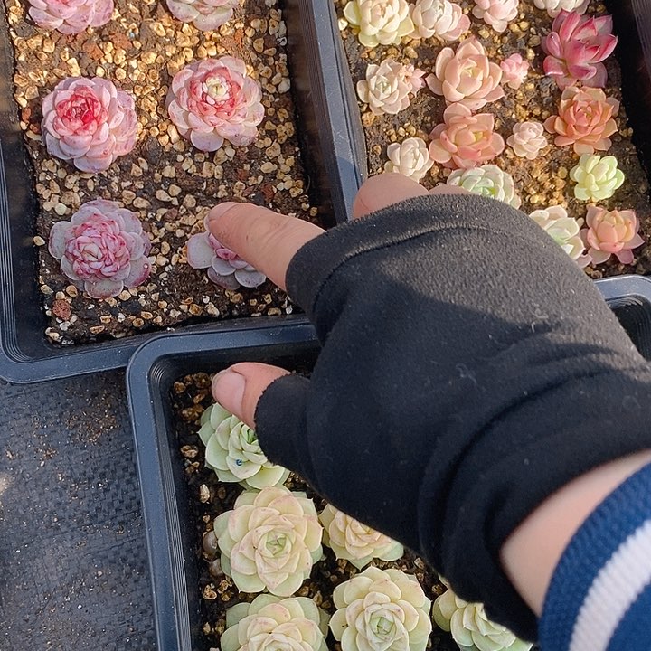 306 多肉植物盆栽花卉植物