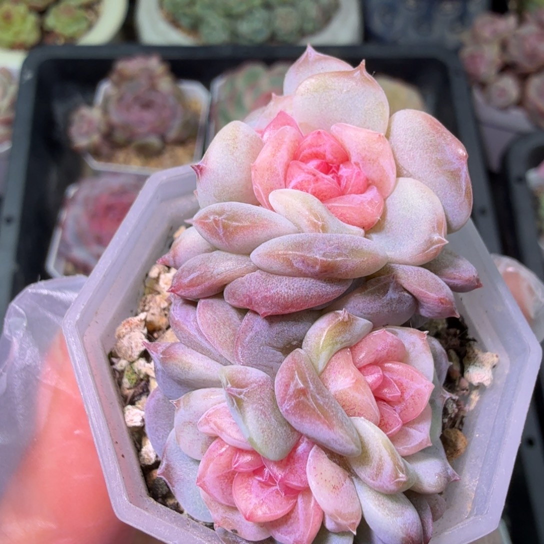 喃***辞透明糖钻一物一拍