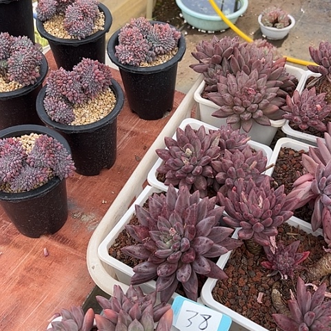 猫****38一筐多肉脱土多