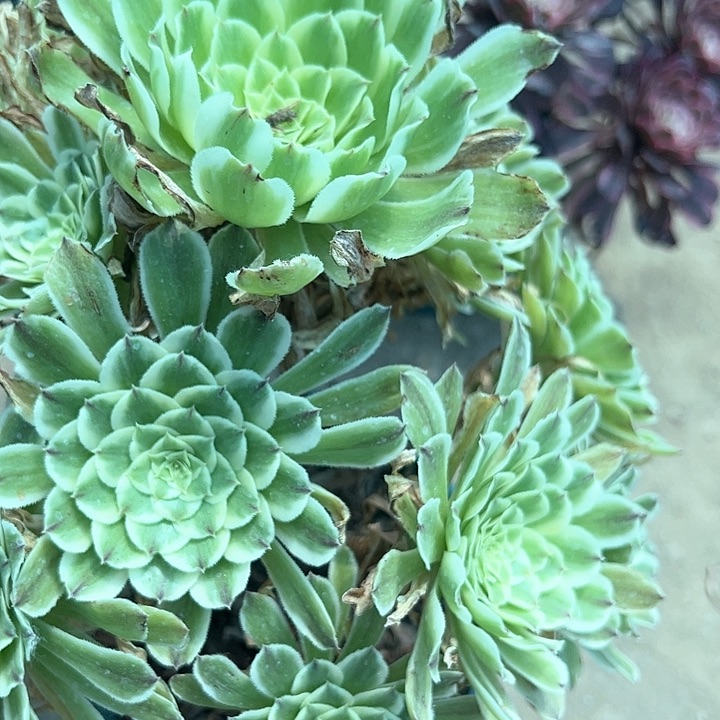 0735碧浪多肉植物