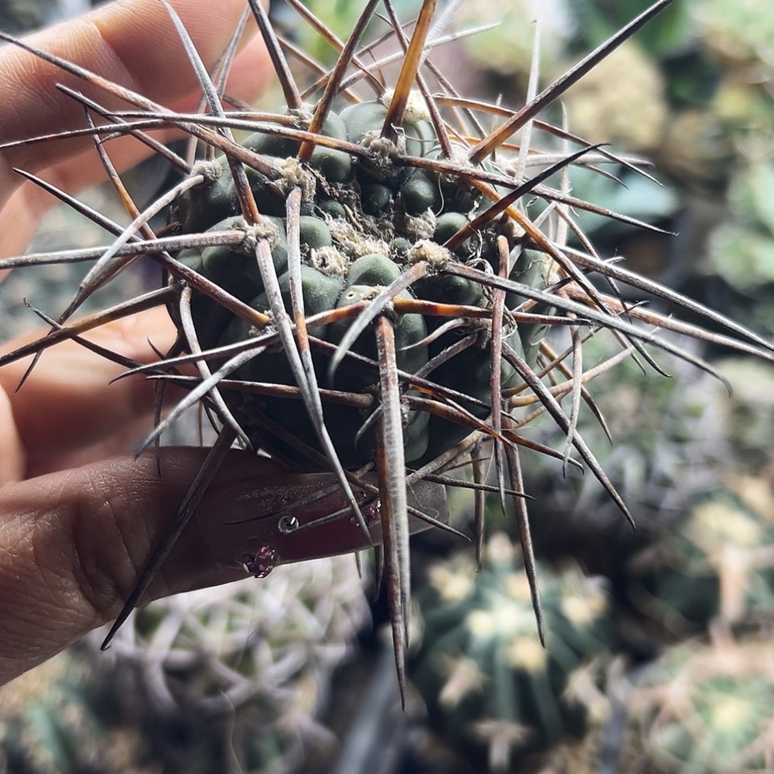 超刺有根仙人球66666666666