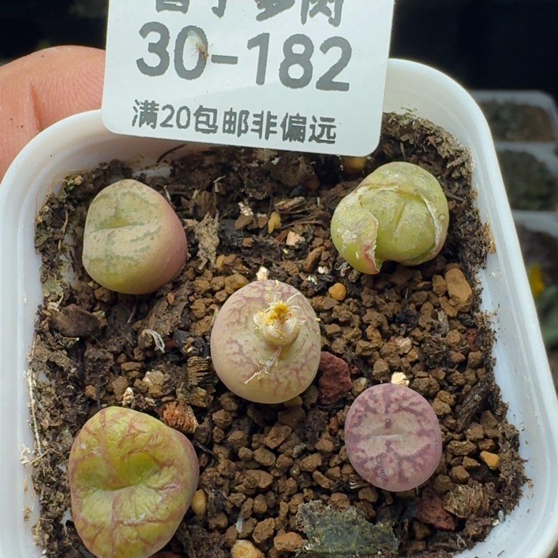毛杂带盆土。         