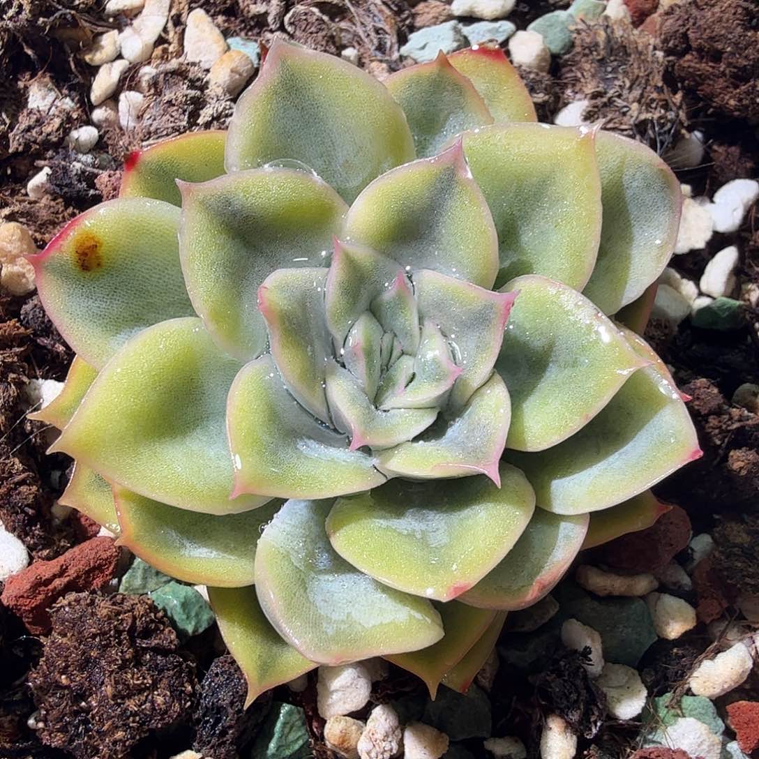 武仙座锦，多肉植物