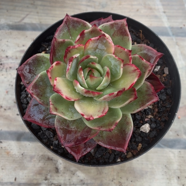 丹***࿚多肉植物 惊鸿仙子-4