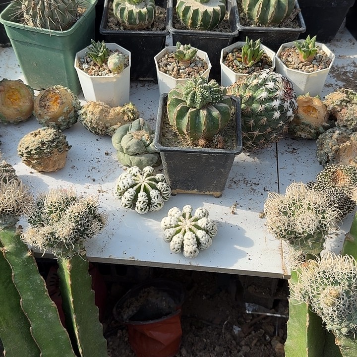 公***⁸老花龙群头仙人球