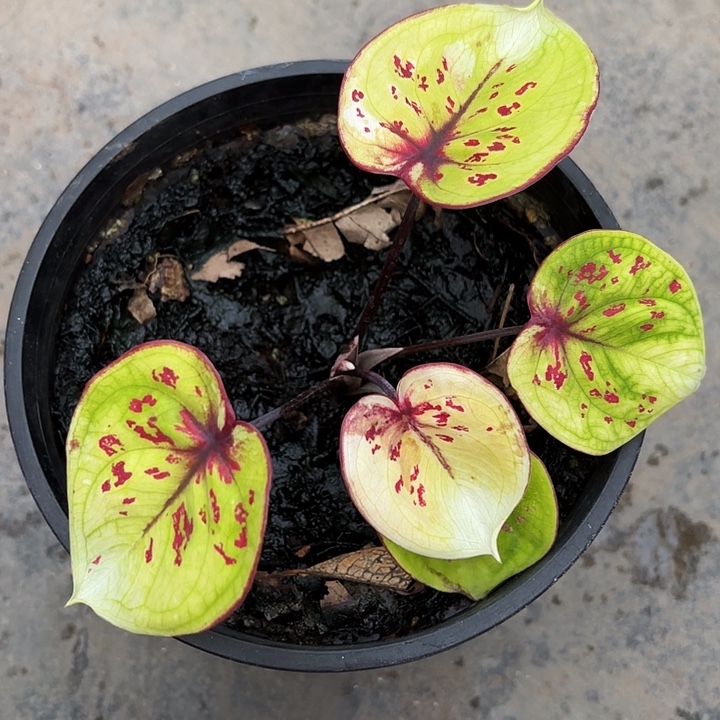 80-1201变异魔广东现货