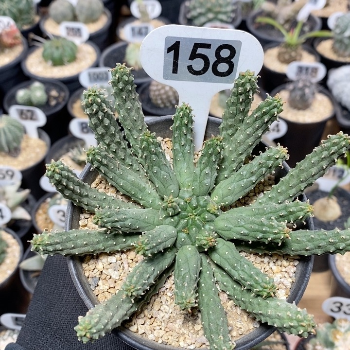 158号实生九头龙大戟12cm