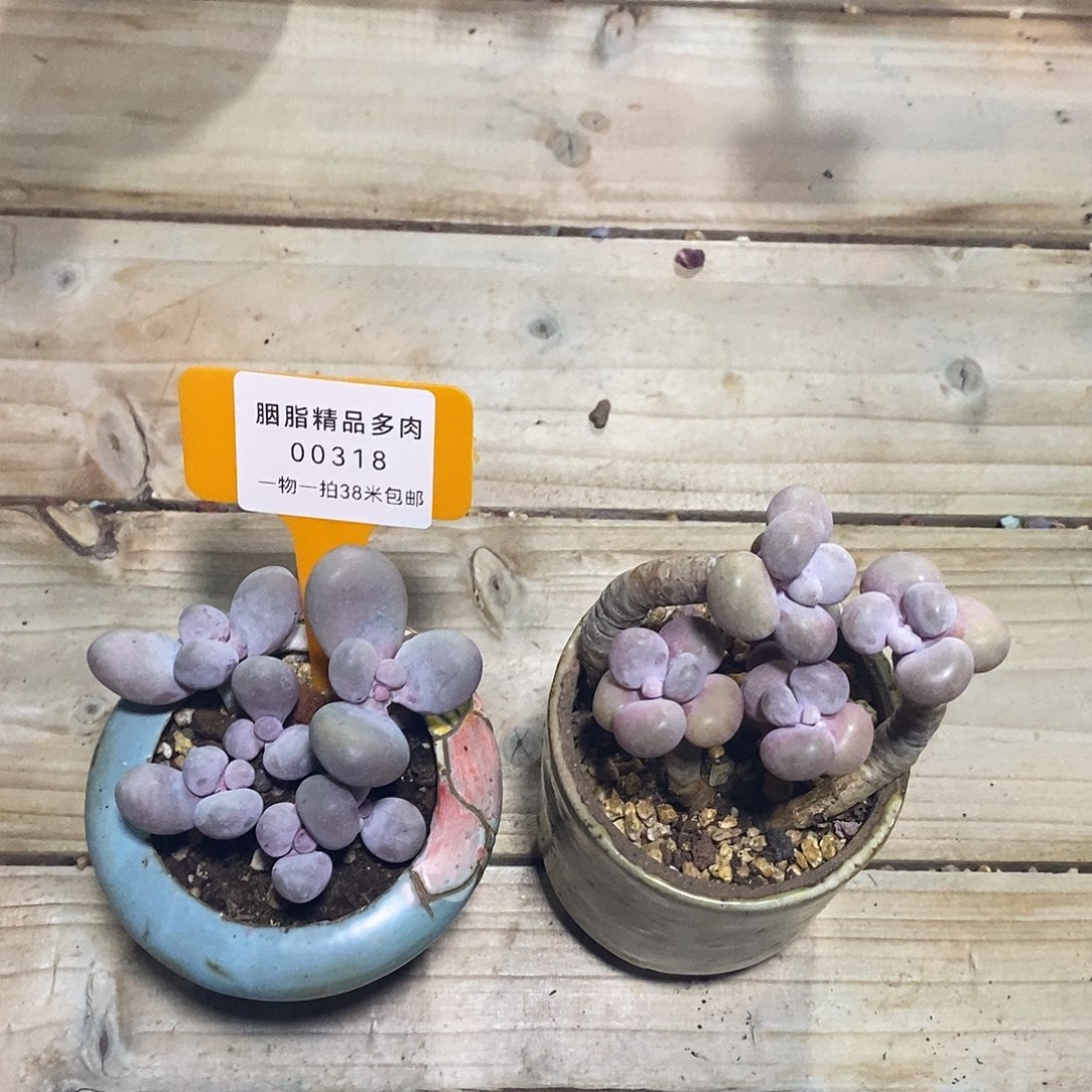 00318惧怕来了句么厉害