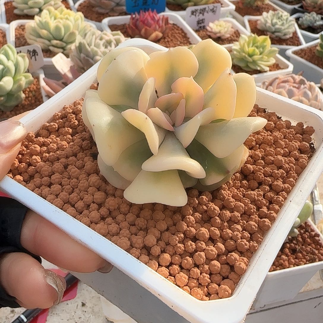血精灵锦多肉植物