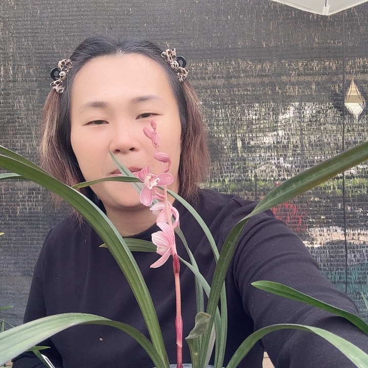 完全开放建兰红草红荷