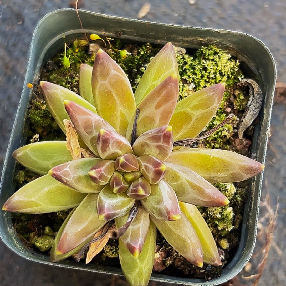 桔云多肉美人精品系列