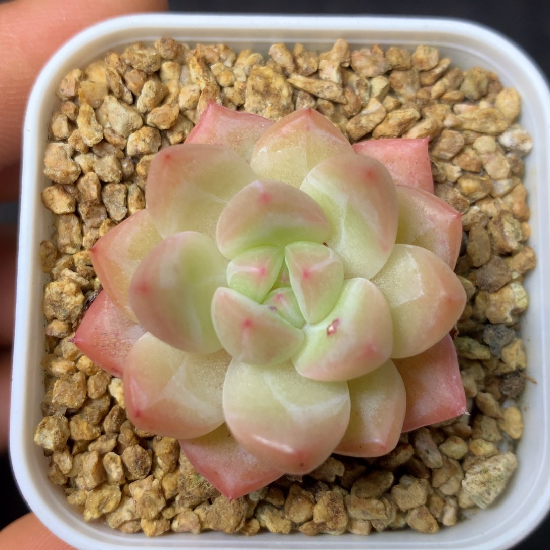 39 精品多肉一物一拍