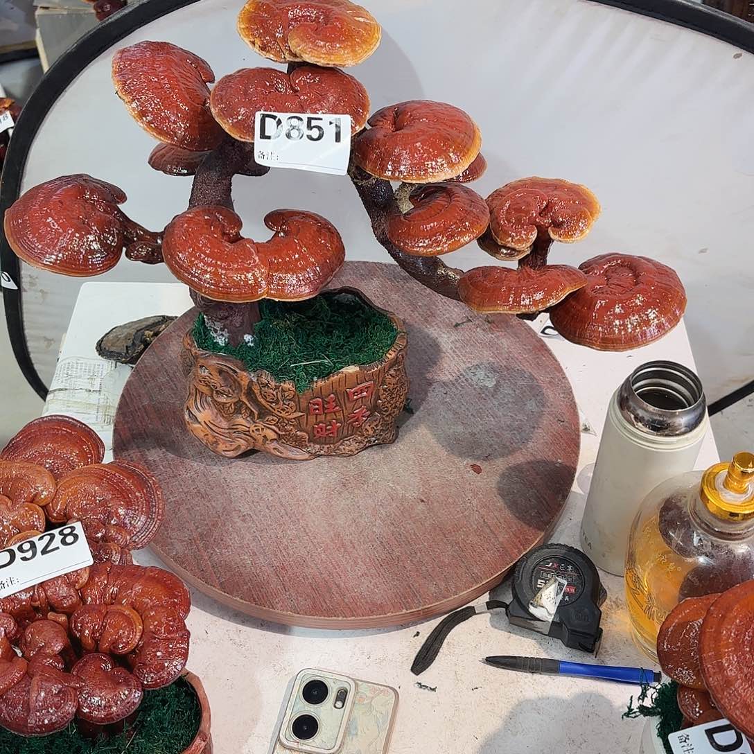 不***ご无花朵灵芝58555555555555555