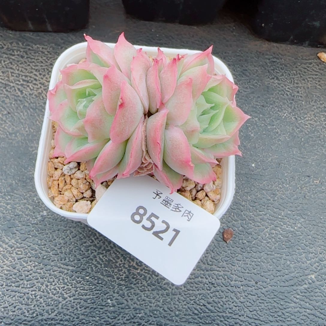 虾饺，8521多肉植物