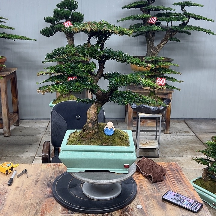 东***海无花朵红芽珍珠罗汉松